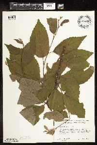 Betula alleghaniensis image