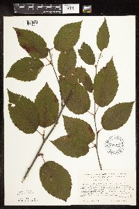 Betula alleghaniensis image
