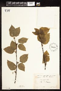 Betula alleghaniensis image