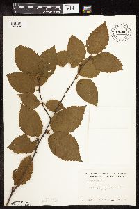 Betula alleghaniensis image