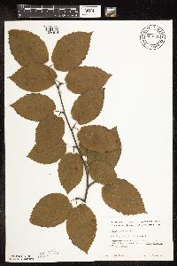 Betula alleghaniensis image