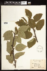 Betula alleghaniensis image