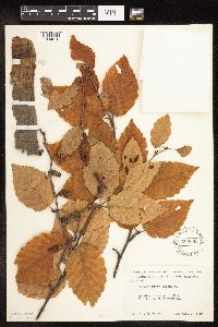 Betula alleghaniensis image