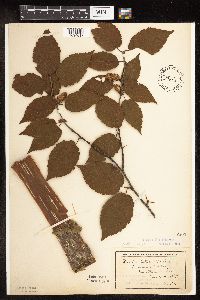 Betula alleghaniensis image