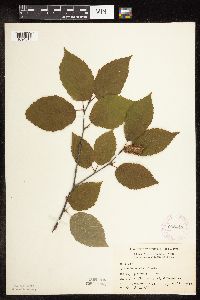 Betula alleghaniensis image