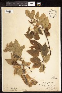 Betula alleghaniensis image
