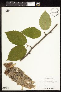 Betula alleghaniensis image