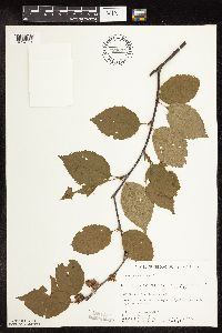Betula alleghaniensis image