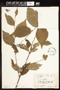 Betula alleghaniensis image