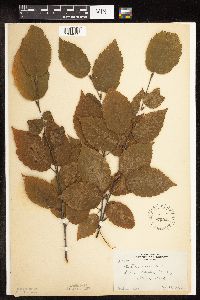 Betula alleghaniensis image