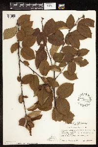 Betula alleghaniensis image