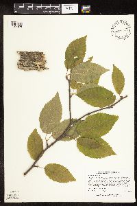 Betula alleghaniensis image