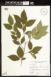 Betula alleghaniensis image