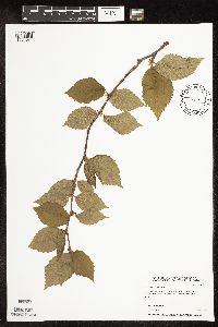 Betula alleghaniensis image