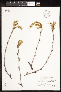 Betula alleghaniensis image