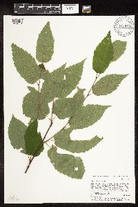 Betula alleghaniensis image