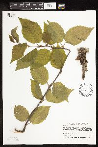 Betula alleghaniensis image