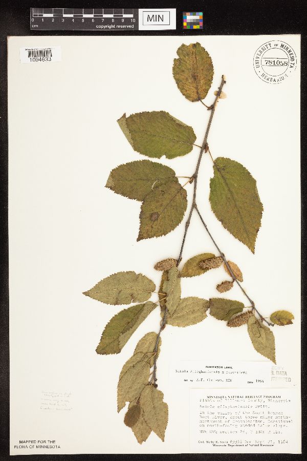 Betula alleghaniensis x papyrifera image