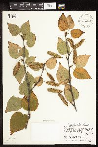 Betula cordifolia image