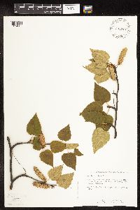 Betula cordifolia image