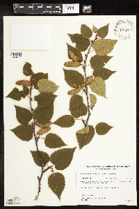 Betula cordifolia image