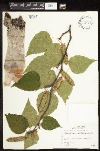 Betula cordifolia image