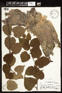 Betula cordifolia image