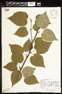 Betula cordifolia image
