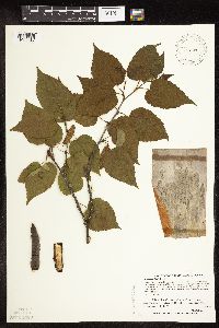 Betula cordifolia image