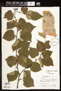 Betula cordifolia image