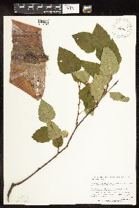 Betula cordifolia image