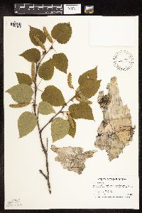 Betula cordifolia image