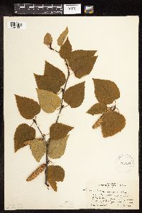 Betula cordifolia image