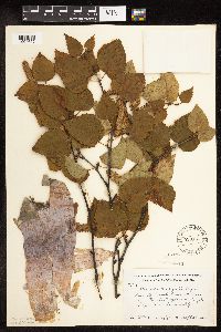 Betula cordifolia image