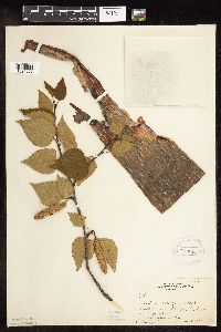 Betula cordifolia image