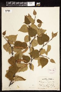 Betula cordifolia image