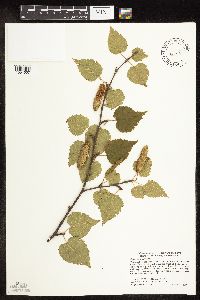 Betula cordifolia image