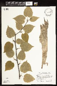 Betula cordifolia image