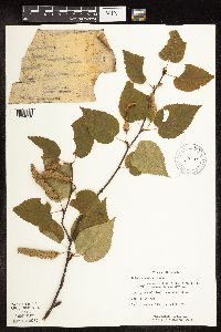Betula cordifolia image
