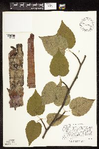 Betula cordifolia image