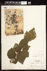 Betula cordifolia image