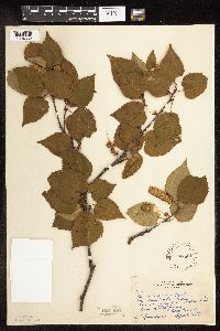 Betula cordifolia image