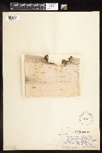 Betula cordifolia image