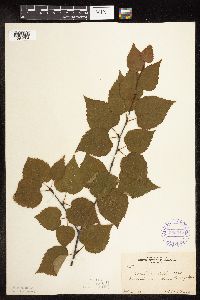Betula cordifolia image