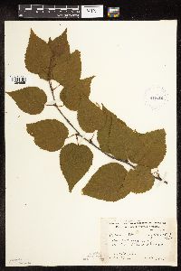 Betula cordifolia image