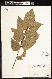 Betula cordifolia image