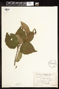 Betula cordifolia image