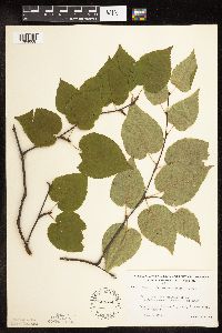 Betula cordifolia image
