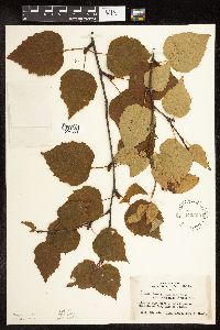 Betula cordifolia image
