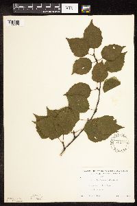 Betula cordifolia image
